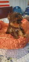 Hershey kiss, a male Yorkshire Terrier for sale in Chicopee, MA – 5 of 8