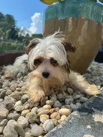 Tcup Simba, a male Yorkshire Terrier for sale in Myrtle Beach, SC – 9 of 10