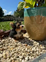 Tcup Harley , a male Yorkshire Terrier for sale in Myrtle Beach, SC – 2 of 5