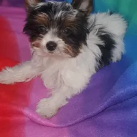 Tcup Pixie Parti Girl, a female Yorkshire Terrier for sale in Bluefield, VA – Photo 6 of 7