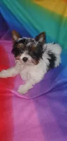 Tcup Pixie Parti Girl, a female Yorkshire Terrier for sale in Bluefield, VA – Photo 6 of 7