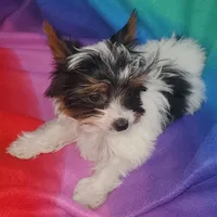 Tcup Pixie Parti Girl, a female Yorkshire Terrier for sale in Bluefield, VA – Photo 3 of 7