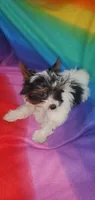 Tcup Pixie Parti Girl, a female Yorkshire Terrier for sale in Bluefield, VA – Photo 3 of 7