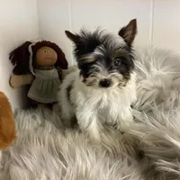 Tcup Pixie Parti Girl, a female Yorkshire Terrier for sale in Bluefield, VA – Photo 2 of 7