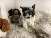 Tcup Pixie Parti Girl, a female Yorkshire Terrier for sale in Bluefield, VA – Photo 2 of 7