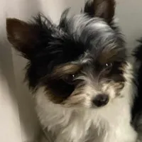 Tcup Pixie Parti Girl, a female Yorkshire Terrier for sale in Bluefield, VA – Photo 7 of 7