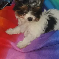 Tcup Pixie Parti Girl, a female Yorkshire Terrier for sale in Bluefield, VA – Photo 5 of 7