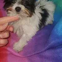 Tcup Pixie Parti Girl, a female Yorkshire Terrier for sale in Bluefield, VA – Photo 4 of 7