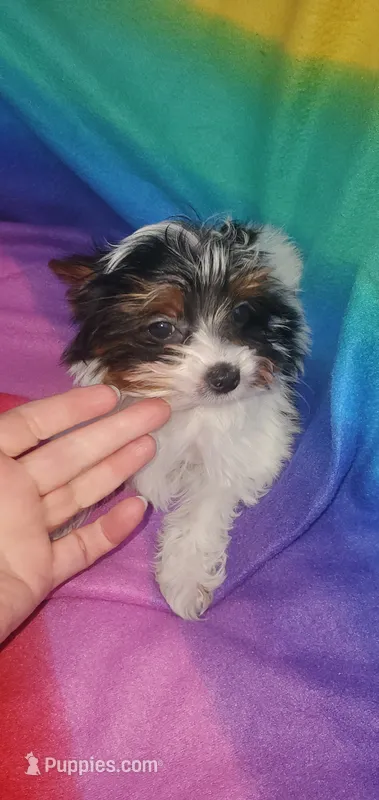 Tcup Pixie Parti Girl