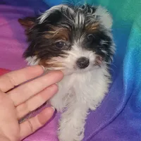 Tcup Pixie Parti Girl, a female Yorkshire Terrier for sale in Bluefield, VA – Photo 1 of 7