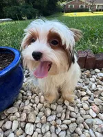 Tcup Simba, a male Yorkshire Terrier for sale in Myrtle Beach, SC – 8 of 10