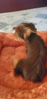 Hershey kiss, a male Yorkshire Terrier for sale in Chicopee, MA – 8 of 8