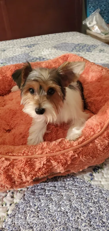 Patches – Yorkshire Terrier puppy for sale in Chicopee, MA
