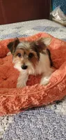 Patches, a male Yorkshire Terrier for sale in Chicopee, MA – 1 of 8