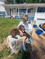 Coco Chanel , a female Poodle - Standard  for sale in Myrtle Beach, SC – 3 of 9