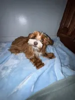 Lil Red Sox , a male Yorkshire Terrier for sale in Myrtle Beach, SC – 3 of 6