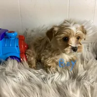 Tanner, a male Yorkshire Terrier for sale in Jefferson, GA – 1 of 1