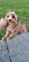 Brownie Boy, a male Yorkshire Terrier for sale in Myrtle Beach, SC – 4 of 6