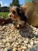 Benji, a male Yorkshire Terrier for sale in Chicopee, MA – 7 of 10