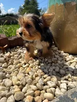 Benji, a male Yorkshire Terrier for sale in Chicopee, MA – 3 of 10
