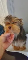 Chocolate Brownie Boy, a male Yorkshire Terrier for sale in Chicopee, MA – 7 of 7