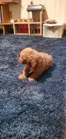  Freddie, a male Poodle - Miniature  for sale in Bluefield, VA – 8 of 10