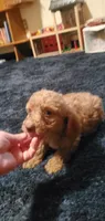  Freddie, a male Poodle - Miniature  for sale in Bluefield, VA – 5 of 10