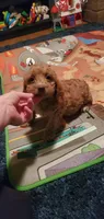  Freddie, a male Poodle - Miniature  for sale in Bluefield, VA – 7 of 10
