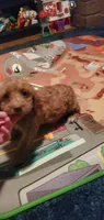  Freddie, a male Poodle - Miniature  for sale in Bluefield, VA – 9 of 10