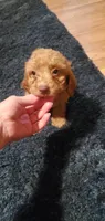  Freddie, a male Poodle - Miniature  for sale in Bluefield, VA – 6 of 10
