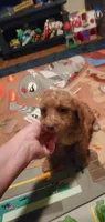  Freddie, a male Poodle - Miniature  for sale in Bluefield, VA – 10 of 10