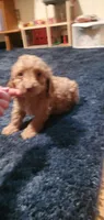  Freddie, a male Poodle - Miniature  for sale in Bluefield, VA – 3 of 10