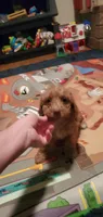  Freddie, a male Poodle - Miniature  for sale in Bluefield, VA – 2 of 10