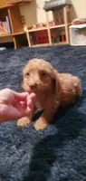  Freddie, a male Poodle - Miniature  for sale in Bluefield, VA – 4 of 10