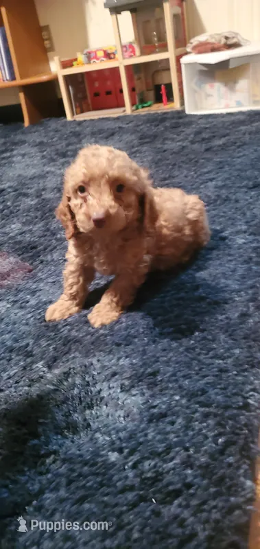  Freddie – Poodle - Miniature  puppy for sale in Bluefield, VA