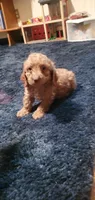  Freddie, a male Poodle - Miniature  for sale in Bluefield, VA – 1 of 10