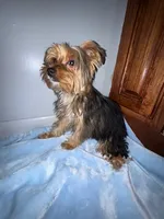 Lil Pauley, a male Yorkshire Terrier for sale in Calabash, NC – 5 of 8