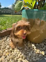 Hershey kiss, a male Yorkshire Terrier for sale in Myrtle Beach, SC – 3 of 9