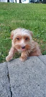 Brownie Boy, a male Yorkshire Terrier for sale in Myrtle Beach, SC – 5 of 6