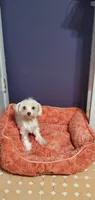 Moria, a female Maltese for sale in Bluefield, VA – 5 of 7