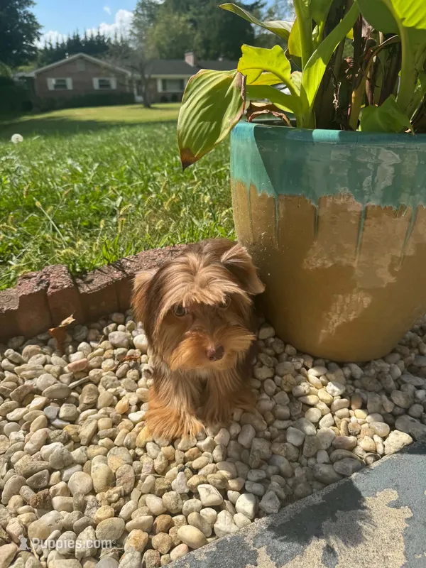 Hershey kiss – Yorkshire Terrier puppy for sale in Chicopee, MA
