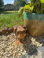 Hershey kiss, a male Yorkshire Terrier for sale in Myrtle Beach, SC – 1 of 9