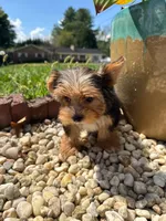Benji, a male Yorkshire Terrier for sale in Chicopee, MA – 6 of 10