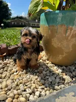 Lil Bentley , a male Yorkshire Terrier for sale in Chicopee, MA – 5 of 5
