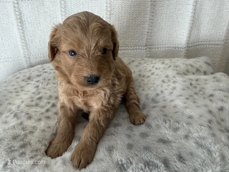Brooks – Miniature Goldendoodle puppy for sale in Hartville, MO