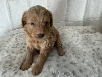 Brooks, a male Miniature Goldendoodle for sale in Hartville, MO – 1 of 4