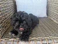Bendy, a female Peekapoo for sale in Hartville, MO – 4 of 7