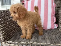 Holly, a female Cavapoo for sale in Hartville, MO – 4 of 5