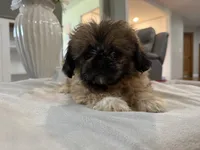 Diedra, a female Peekapoo for sale in Hartville, MO – 4 of 4