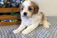 Barbie, a female Cavapoo for sale in Hartville, MO – 3 of 4